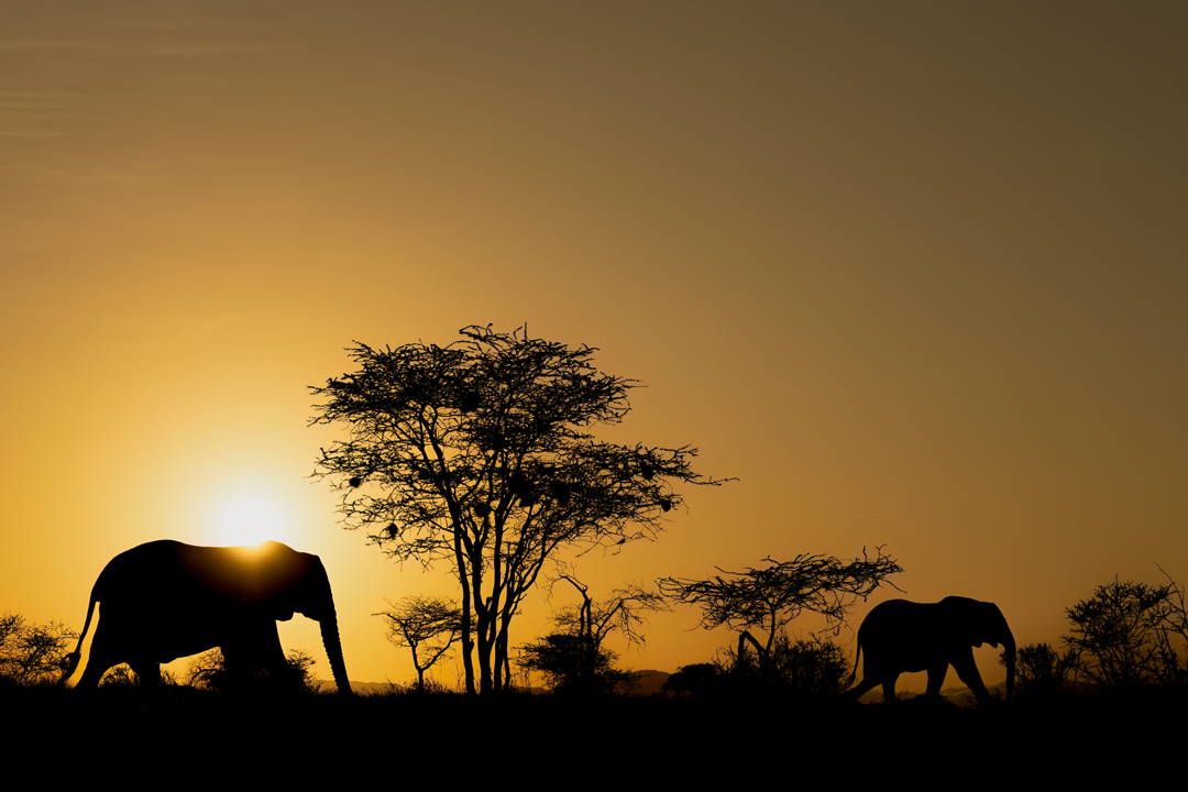 Paul McDougall Wildlife Photographer