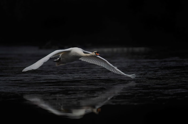 Paul McDougall Wildlife Photographer Udemy Course