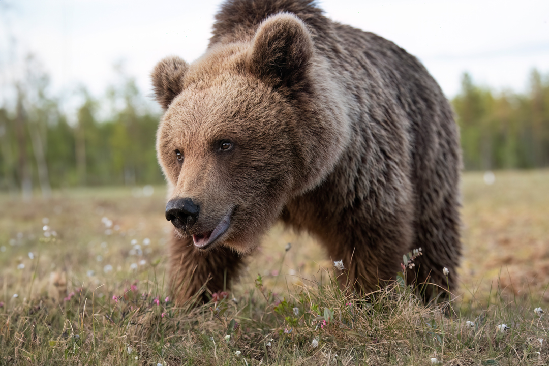 Paul McDougall Wildlife Photographer