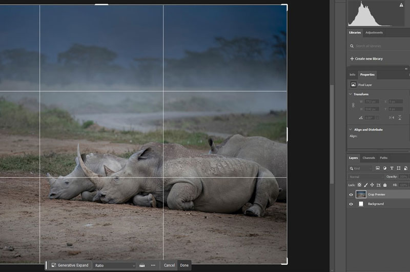 Paul McDougall Wildlife Photographer online mentoring