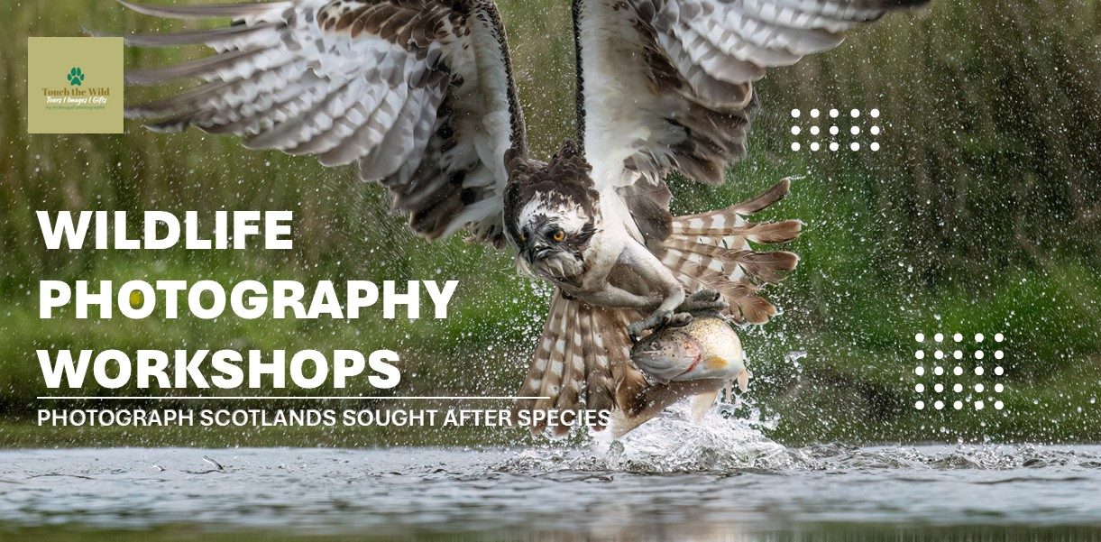 Paul McDougall Wildlife Photographer