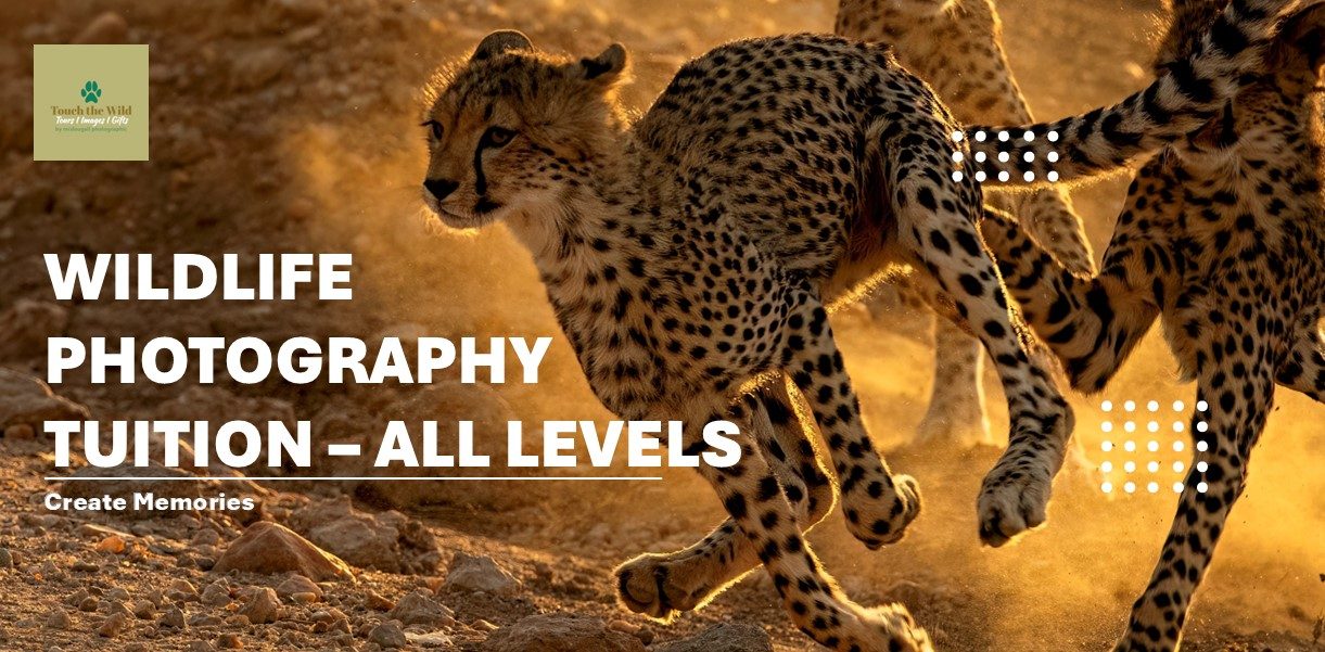 Paul McDougall Wildlife Photographer