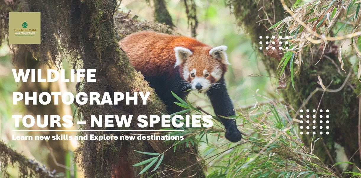 Paul McDougall Wildlife Photographer