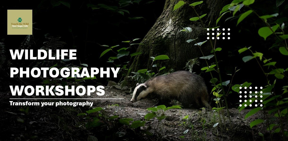 Paul McDougall Wildlife Photographer
