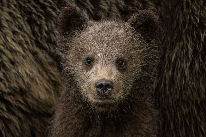 Bear Cub