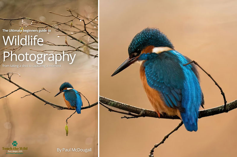 Paul McDougall Wildlife Photographer Book