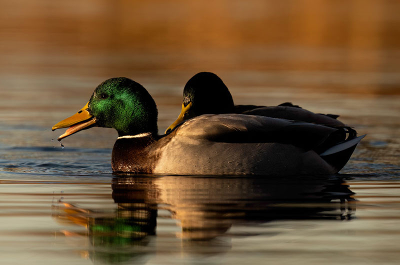 Mallard Duck