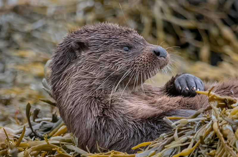 Otter Relaxing